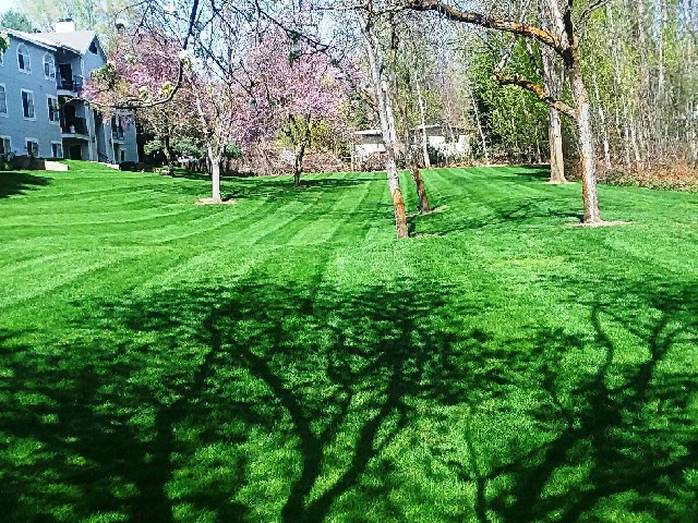 ATD Lawn Service project 5